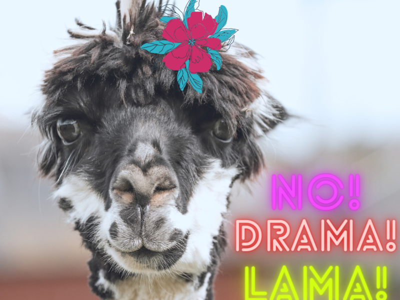No Drama Lama!